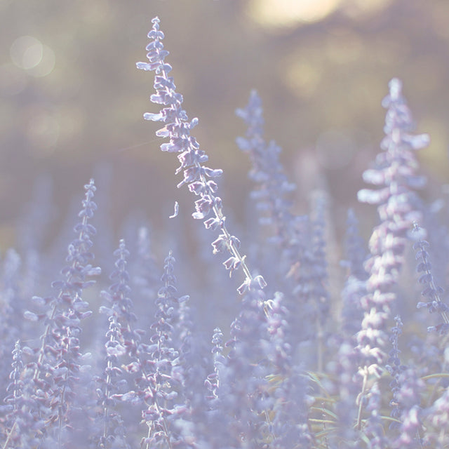 3 Lavender Products You Need to Try Right Now