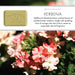 Verbena 150g Soap Bar Set of 3