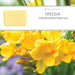 Freesia 250g Soap Bar Set of 2