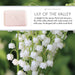 Lily Of The Valley 150g Soap Bar Set of 3