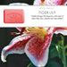 Tiger Lily 150g Soap Bar Set of 3